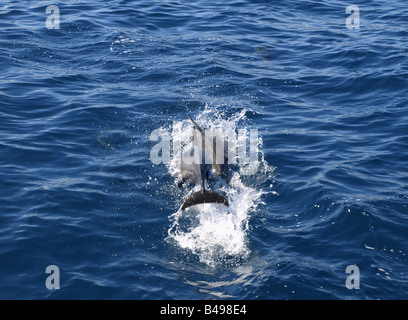 I Delfini dal Wainae costa di Oahu, Hawaii Foto Stock