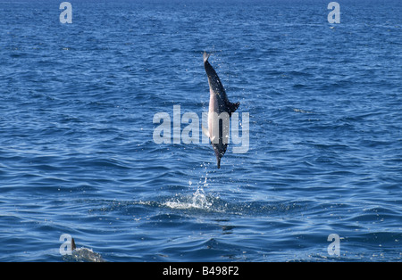 I Delfini dal Wainae costa di Oahu, Hawaii Foto Stock