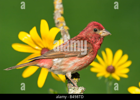 Viola Finch Carpodacus purpureus Tamrack Aitkin County Minnesota Stati Uniti 19 giugno maschio adulto Emberizidae Foto Stock