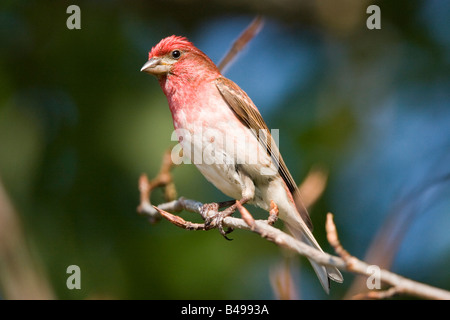 Viola Finch Carpodacus purpureus Tamrack Aitkin County Minnesota Stati Uniti 5 luglio maschio adulto Emberizidae Foto Stock