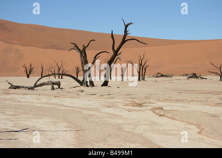 Camel Thorn Tree (Acacia erioloba) nella regione di Sossusvlei Foto Stock