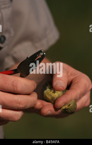 Song bird netting dimostrazione Foto Stock