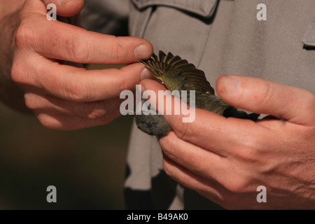 Song bird netting dimostrazione Foto Stock