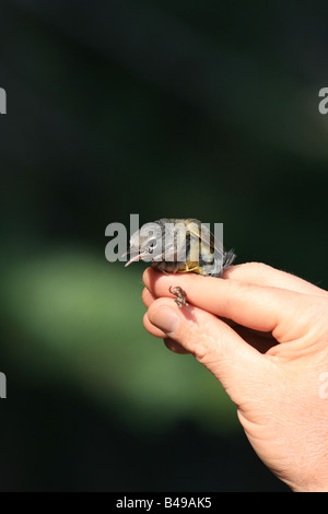 Song bird netting dimostrazione Foto Stock