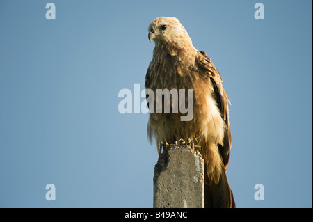 Haliastur indus. I capretti Brahminy Kite seduto su un palo di mattina la luce del sole indiano. Andhra Pradesh, India Foto Stock