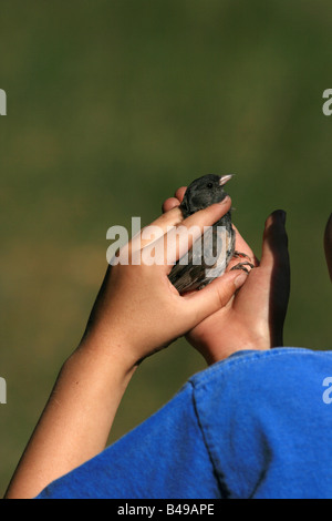 Un bambino esamina un uccello durante una canzone bird netting dimostrazione a Parco nazionale vulcanico di Lassen nella California settentrionale Foto Stock