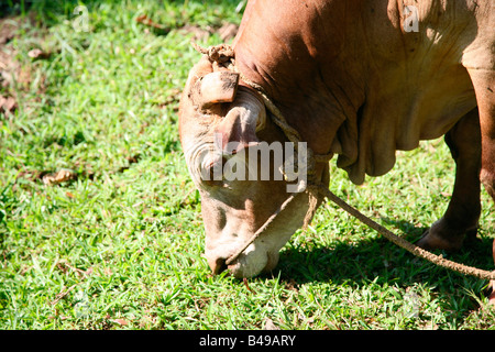 Vechoor mucca, una specie in via di estinzione di mucca trovata in Kerala, India Foto Stock