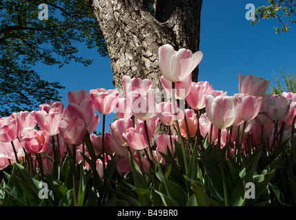 Rosa e Bianco tulipani in primavera. Foto Stock
