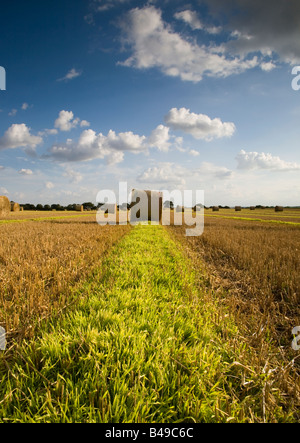 Grandi le balle di paglia in un campo in Norfolk England Regno Unito Foto Stock