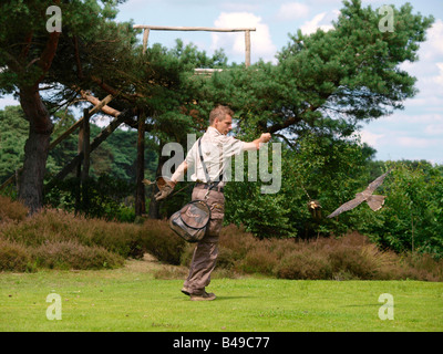 Falconer battenti esca che gli attacchi di Falcon a metà volo Beekse Bergen zoo Hilvarenbeek Noord Brabant Paesi Bassi Foto Stock