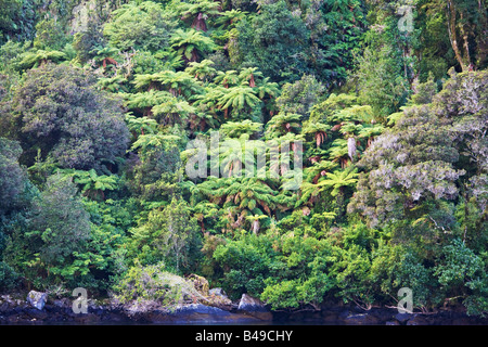 Parco Nazionale di Fiordland, Milford Sound, Isola del Sud, Nuova Zelanda Foto Stock