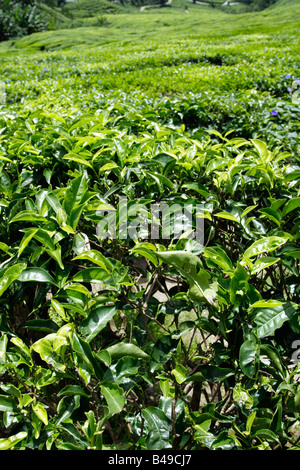 La Camellia sinensis pianta del tè a Cameron Highland in Malaysia. Foto Stock