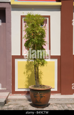 Design semplice stile di piante di bambù in un dipinto di vaso in terracotta al di fuori di colorato Tempio Sanduo, Chinatown, Malacca, Malaysia Foto Stock