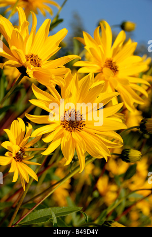 Stock Foto del fiore giallo helianthus maximiliani l'immagine è stata presa nei confronti di un cielo estivo blu Foto Stock