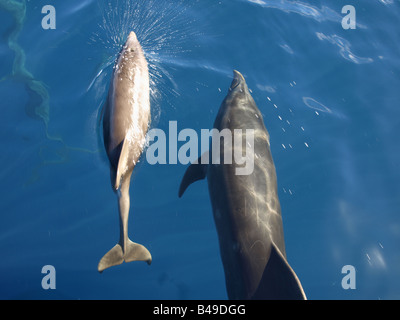 I Delfini dal Wainae costa di Oahu, Hawaii Foto Stock