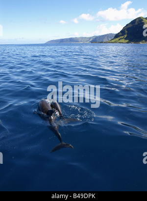 I Delfini dal Wainae costa di Oahu, Hawaii Foto Stock