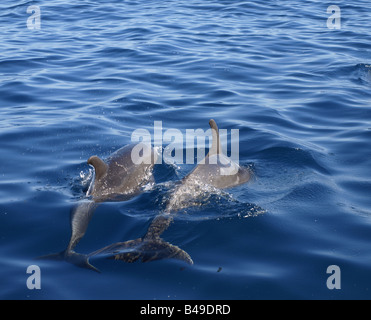 I Delfini dal Wainae costa di Oahu, Hawaii Foto Stock