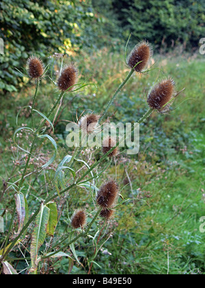 Essiccato teasel teste in autunno sunshine. Foto Stock