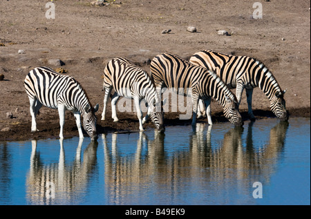 Le pianure zebre (Equus quagga) bere in Etosha National Park, Namibia Foto Stock