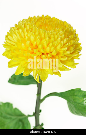 Giallo crisantemo Incurve bloom Foto Stock