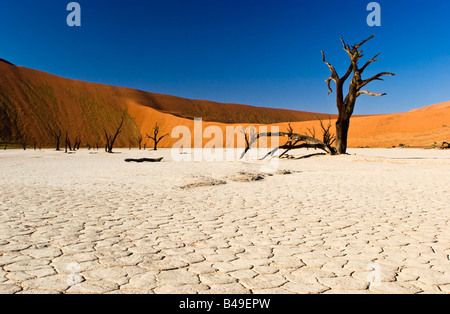 Deadvlei nel Namib-Naukluft National Park, Namibia Foto Stock