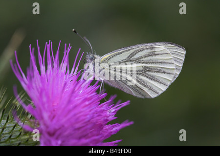 Verde-bianco venato Sarcococca napi arroccato con ante chiuse su thistle a Meathop Moss, Cumbria in luglio. Foto Stock