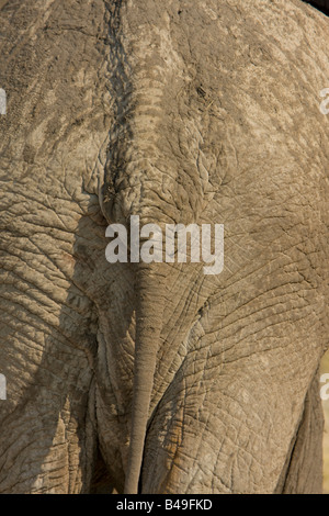 Elefante africano Loxodonta africana della coda e parte posteriore Foto Stock