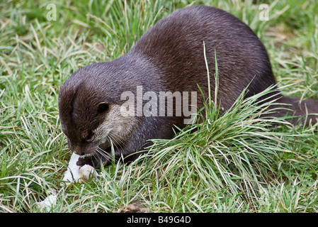 Asian breve artigliato lontra (Amblonyx cinereus) Foto Stock