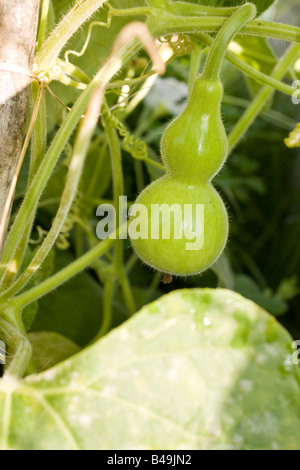 Giovani zucca bottiglia appesa nella vite Foto Stock