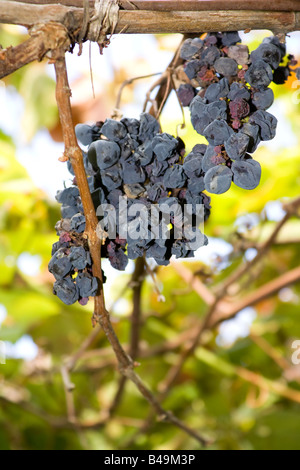 Marciume uve rosse cluster in un vitigno in Minho, Portogallo. Foto Stock