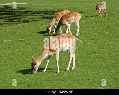 Cervi nel parco all'Aia, Paesi Bassi Foto Stock