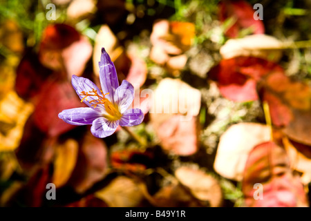 Un crocus fioritura al momento sbagliato dell'anno mentre le foglie di autunno sono in calo la pianta ha deciso di molla nella vita in un gar Foto Stock