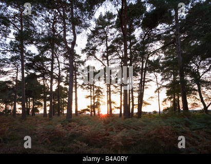 Alberi di pino in Enclosure Wilverley al tramonto New Forest National Park Hampshire Inghilterra Foto Stock