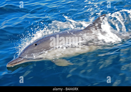 Delfino comune Delphinus delphis nelle acque europee a velocità sulla superficie Foto Stock