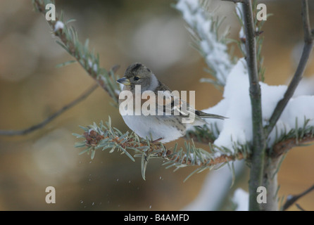 Zoologia / animali, uccelli / bird, Brambling (Fringilla montifringilla), seduto sul ramo, Buchhofen, Germania, distribuzione: Nord Est Europa, Additional-Rights-Clearance-Info-Not-Available Foto Stock