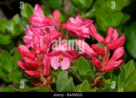 La botanica, rododendro, Hairy Alpen Rose, (Rhododendron hirsutum), blumi, Additional-Rights-Clearance-Info-Not-Available Foto Stock