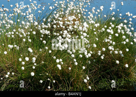 La botanica, cotone erba, Tussock Cottongrass, (Eriophorum vaginatum), sementi, Germania, Additional-Rights-Clearance-Info-Not-Available Foto Stock