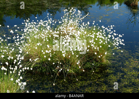 La botanica, cotone erba, Tussock Cottongrass, (Eriophorum vaginatum), sementi, Germania, Additional-Rights-Clearance-Info-Not-Available Foto Stock