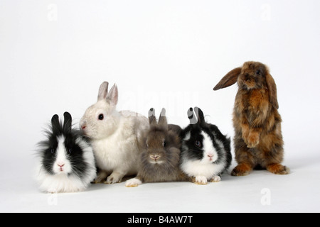 Lion maned conigli nani 13 settimane di coniglio nano e raso di Lop eared Dwarf Rabbit 8 settimane il coniglio domestico Foto Stock