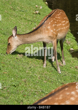 Cervi nel parco all'Aia, Paesi Bassi Foto Stock