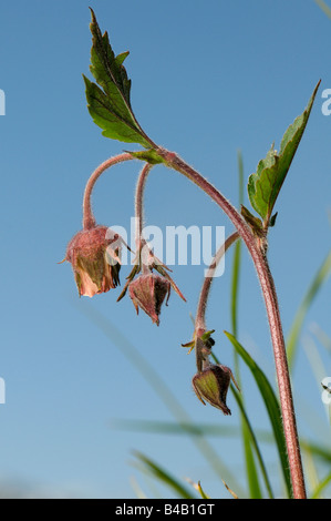 Indiano radice di cioccolato, acqua Avens (Geum rivale), fioritura Foto Stock