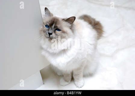 Gatto di graffiare un prurito sulla cucina Foto Stock