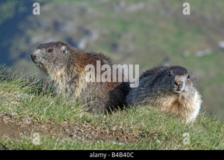 Alpine marmotta (Marmota marmota), due individui sull'erba Foto Stock