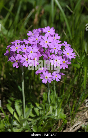Uccelli-eye Primrose (Primula farinosa), fioritura Foto Stock