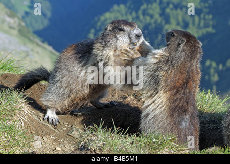 Alpine marmotta (Marmota marmota), due individui combattimenti Foto Stock