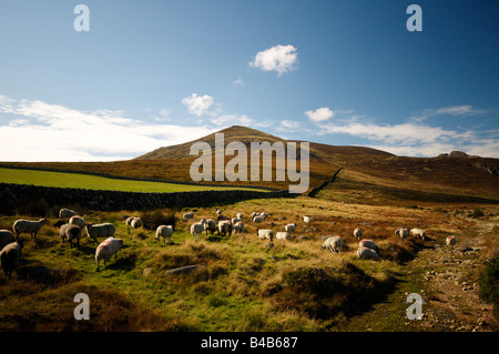 Pecore inerbimento nella Mourne Mountains contea di Down Irlanda del Nord Foto Stock