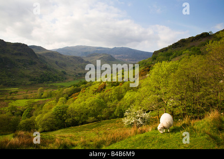 Pecora che pascola Glaslyn Valley Snowdonia nel Galles Foto Stock