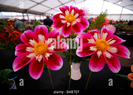 3 vincita dalia fiori in una mostra dei fiori Foto Stock