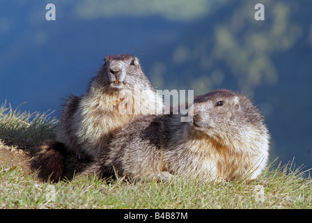 Alpine marmotta (Marmota marmota), due individui prendendo il sole Foto Stock