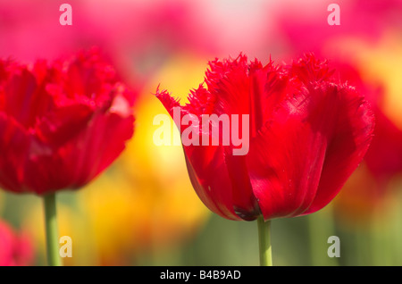 Campi di multi-colore di tulipani Foto Stock